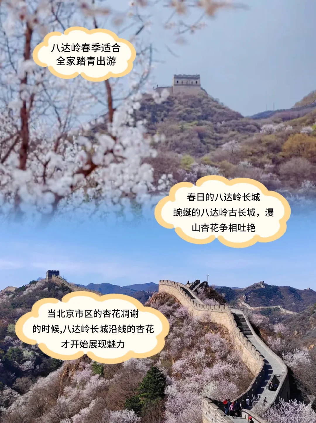 💐北京春游！八达岭长城遛娃踏青安排✅