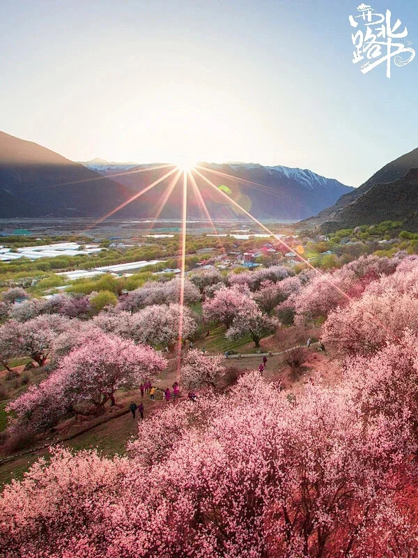 六盘山春日限定浪漫 闭眼冲 !!!