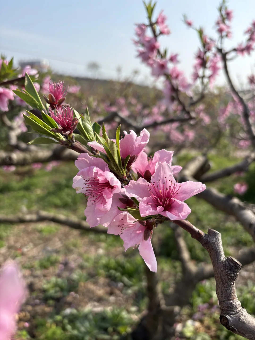 我们去看桃花啦~灵仙·金渔桃源