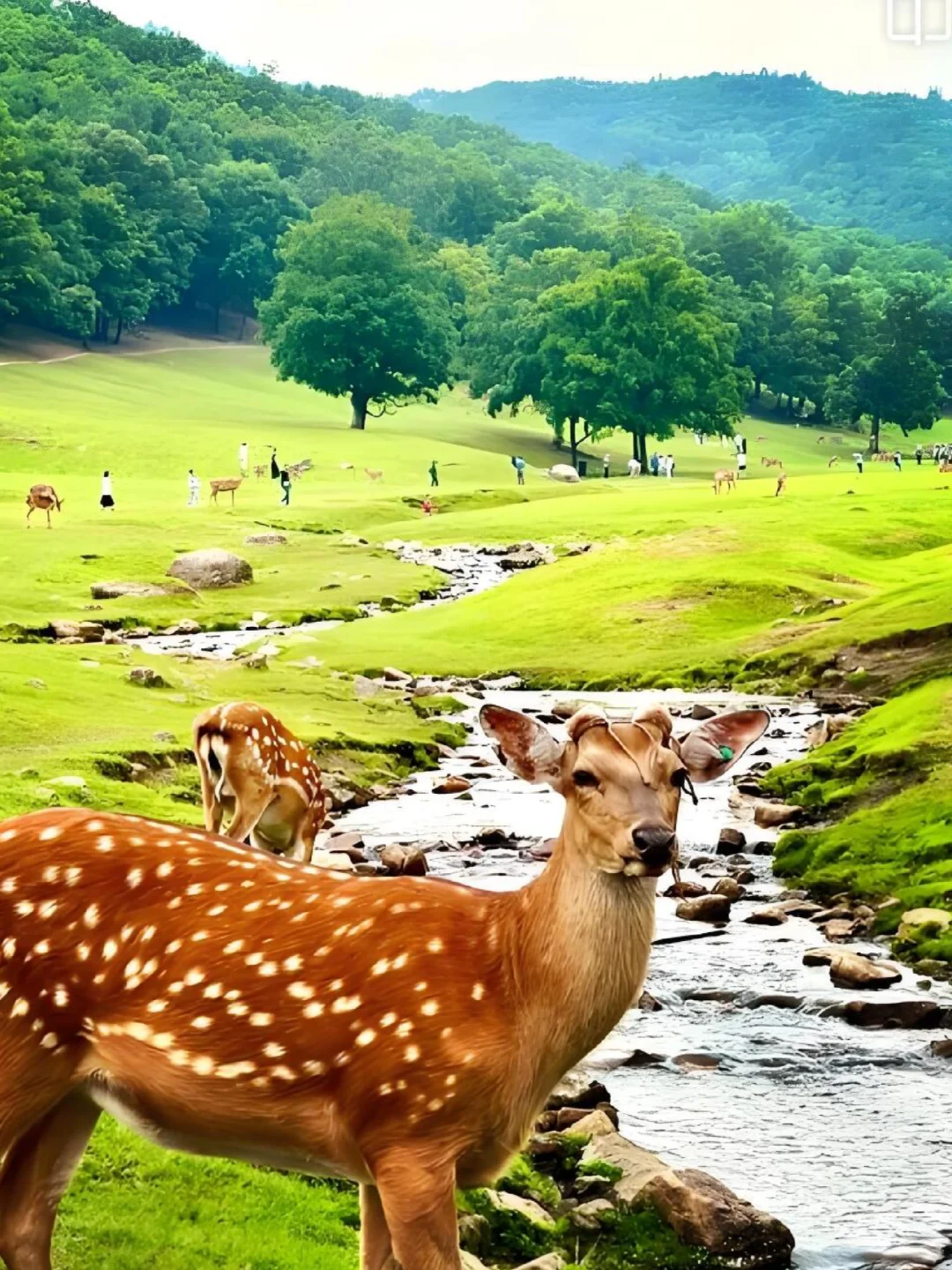 春天就该去森林里吸氧！伊春4天3晚小众旅游