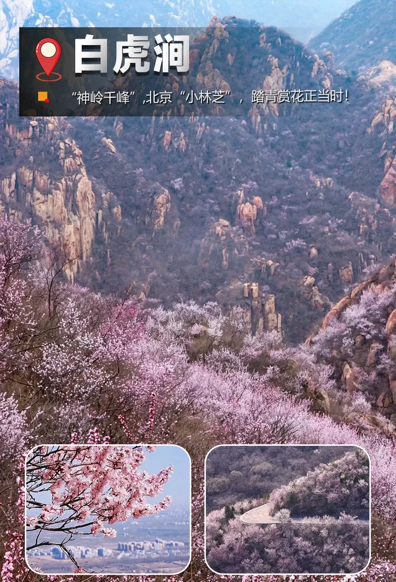 『赏花58/位』3.22周六凤凰岭后花园徒步