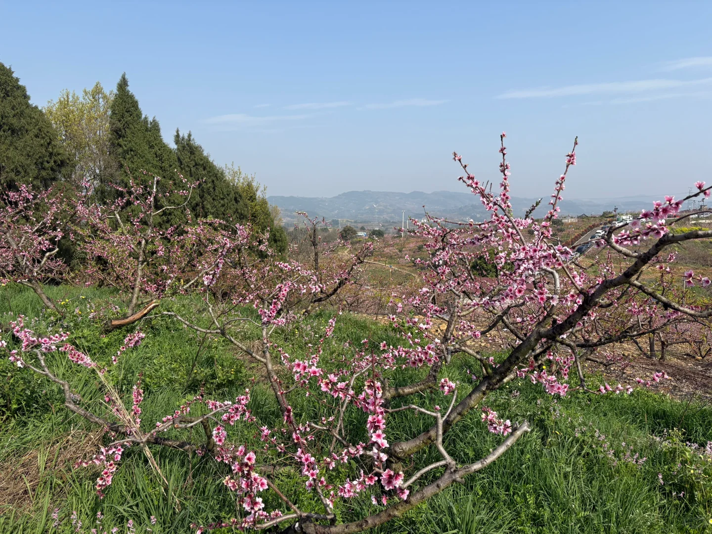 我们去看桃花啦~灵仙·金渔桃源