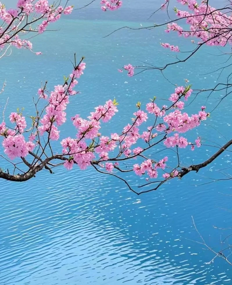 九寨沟🌸桃花现状｜赏花路线打卡攻略