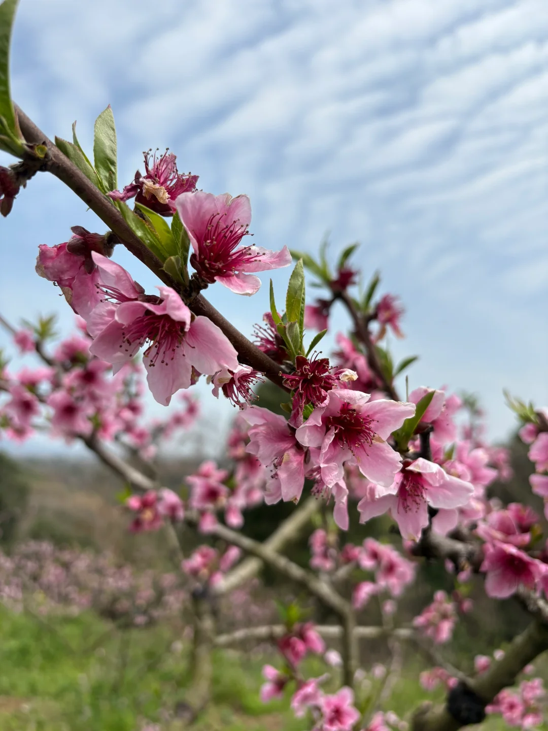 我们去看桃花啦~灵仙·金渔桃源