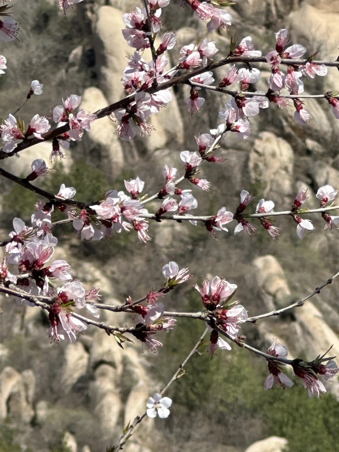被追问无数次的北京春日徒步,邂逅梦幻花海