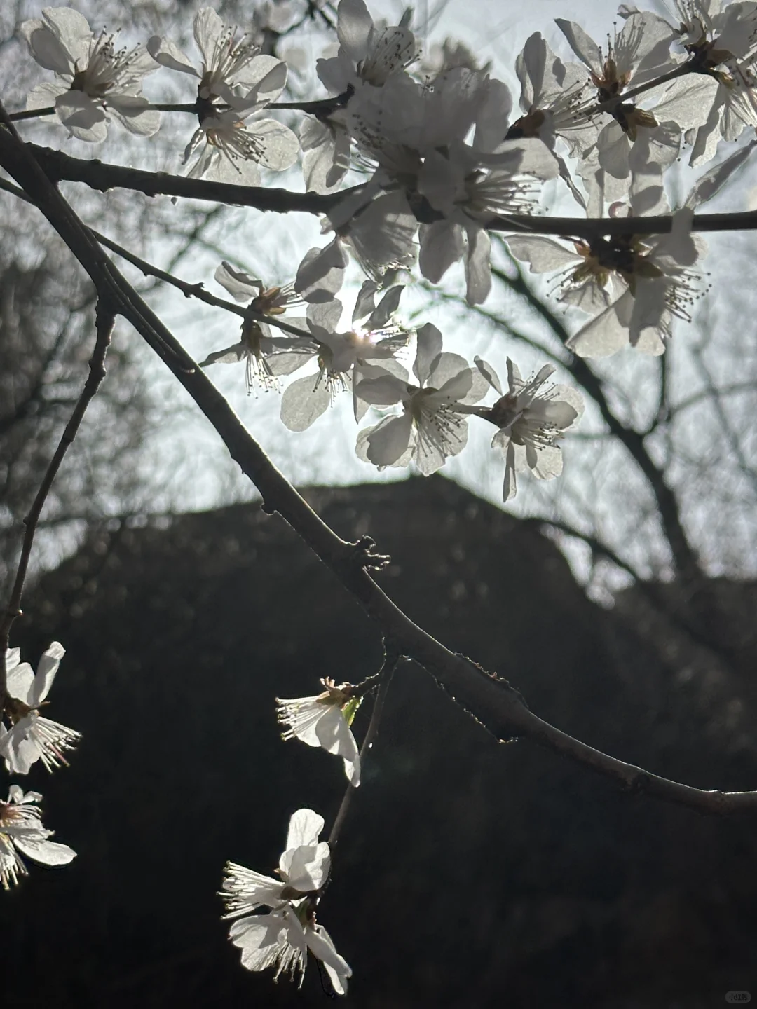 被追问无数次的北京春日徒步,邂逅梦幻花海