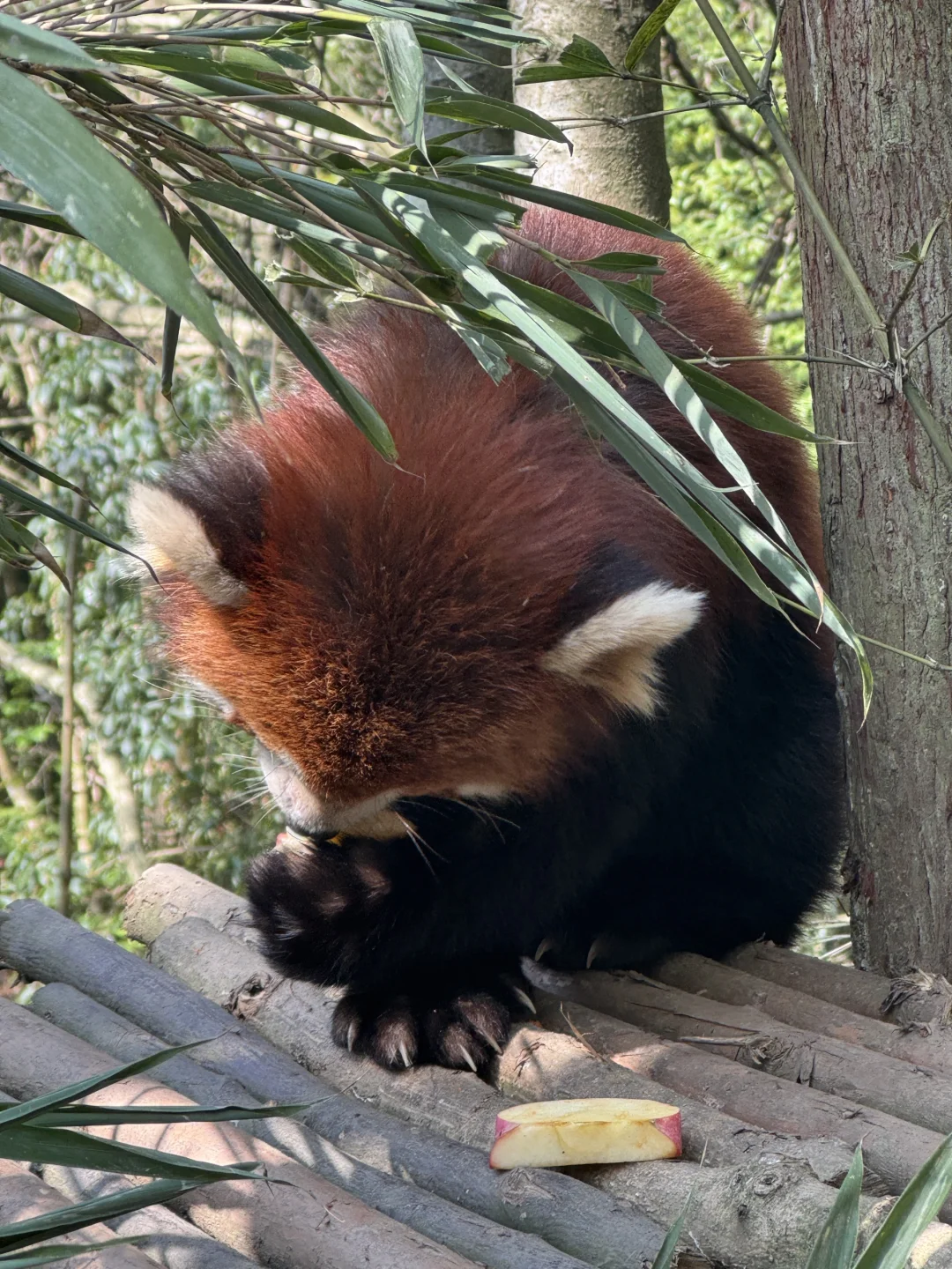 成都旅游出行不方便❓包车带你爽翻天🥰