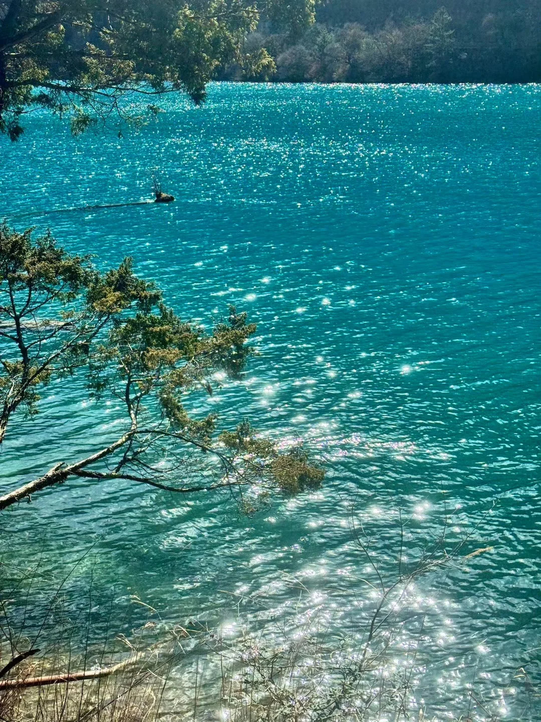 3.2📍九寨沟已回❗live实况➕真心建议❤