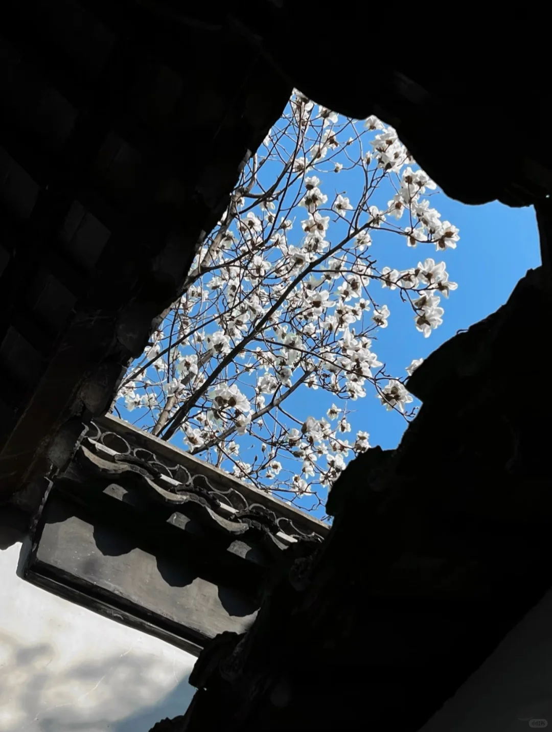 每个来姑苏的朋友都会被我带来这里......