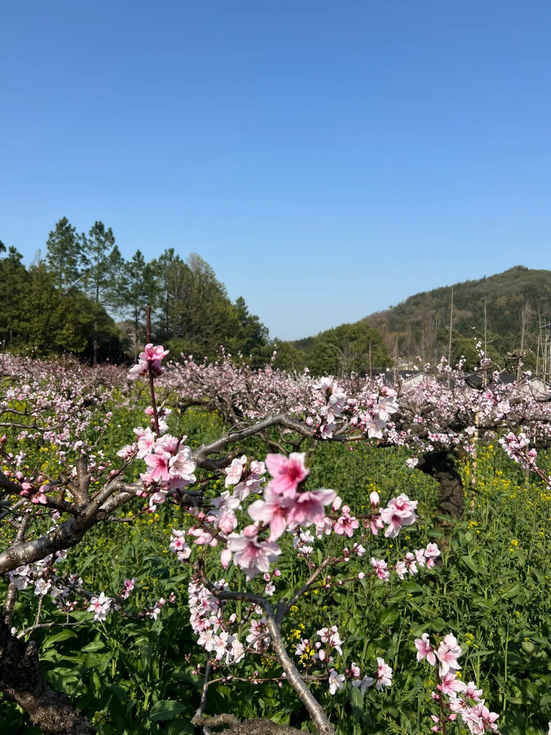 周末逃离江浙沪之三月赏桃花