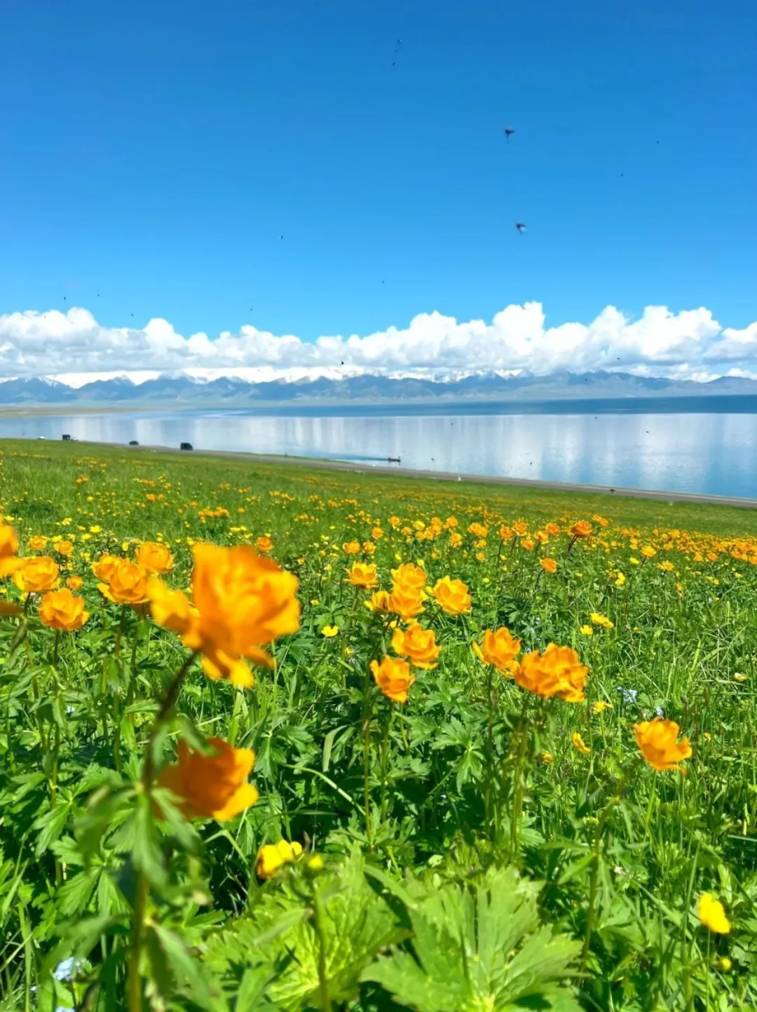 🌿五一新疆旅行｜避开人潮，独享绝美风光