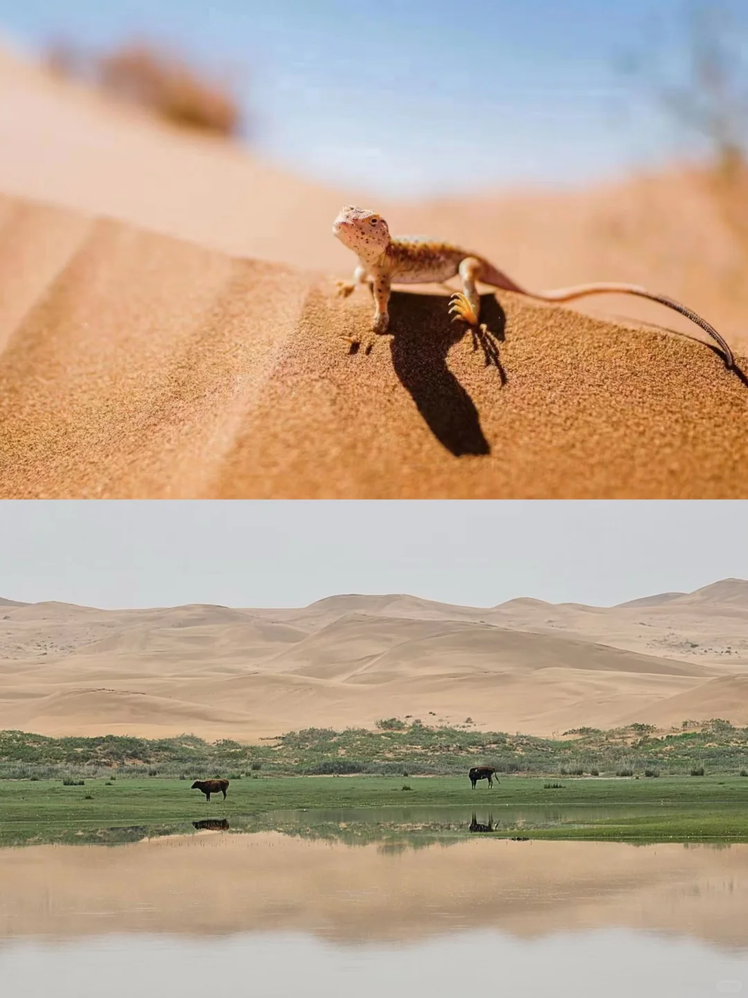 清明五一避开90%人潮 预算1K+冲腾格里沙漠