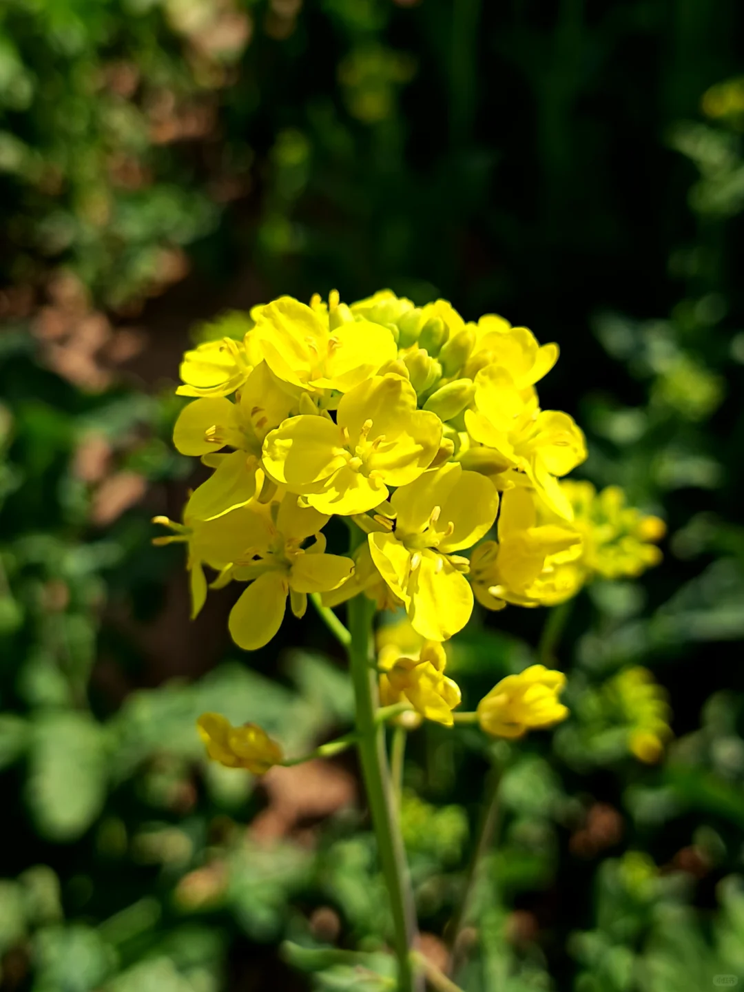 这不是婺源，这是邢台沙河红薯岭