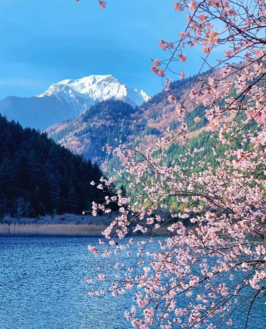 九寨沟🌸桃花现状｜赏花路线打卡攻略