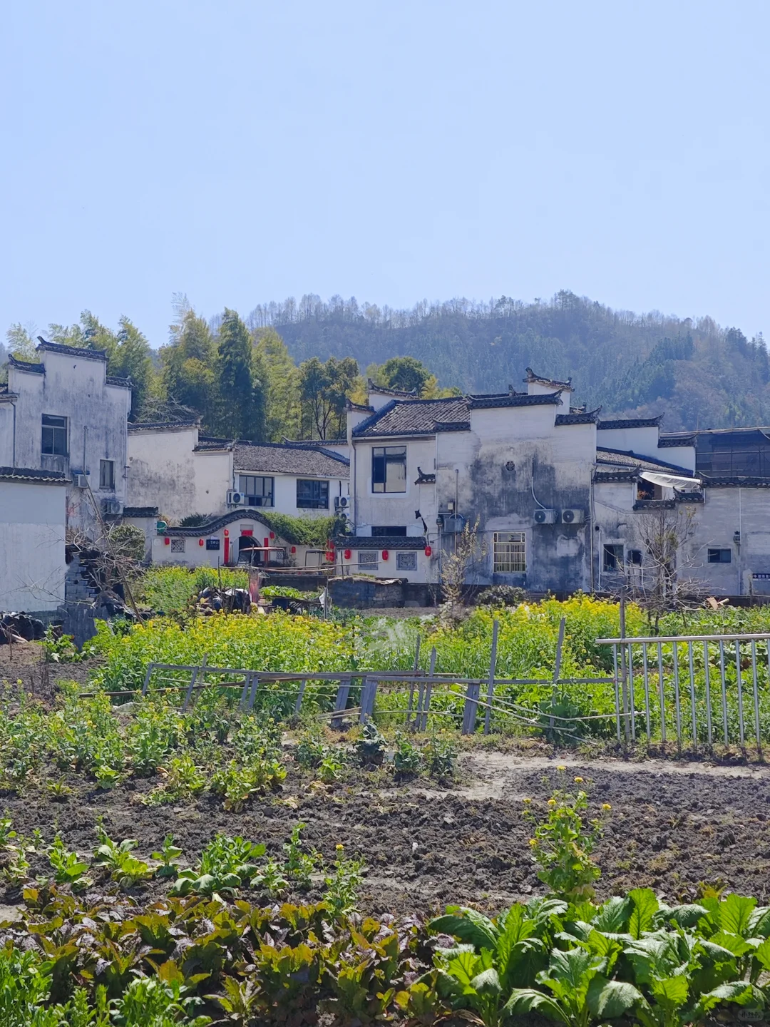 景德镇+婺源+黄山旅游攻略