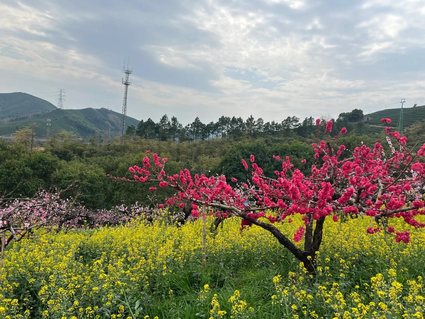 周末逃离江浙沪之三月赏桃花