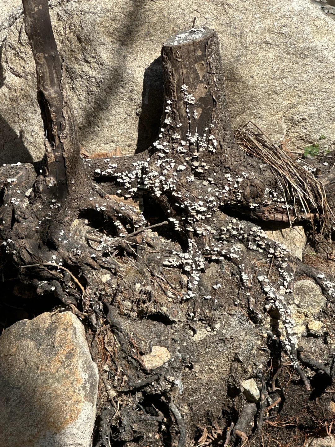 被追问无数次的北京春日徒步,邂逅梦幻花海