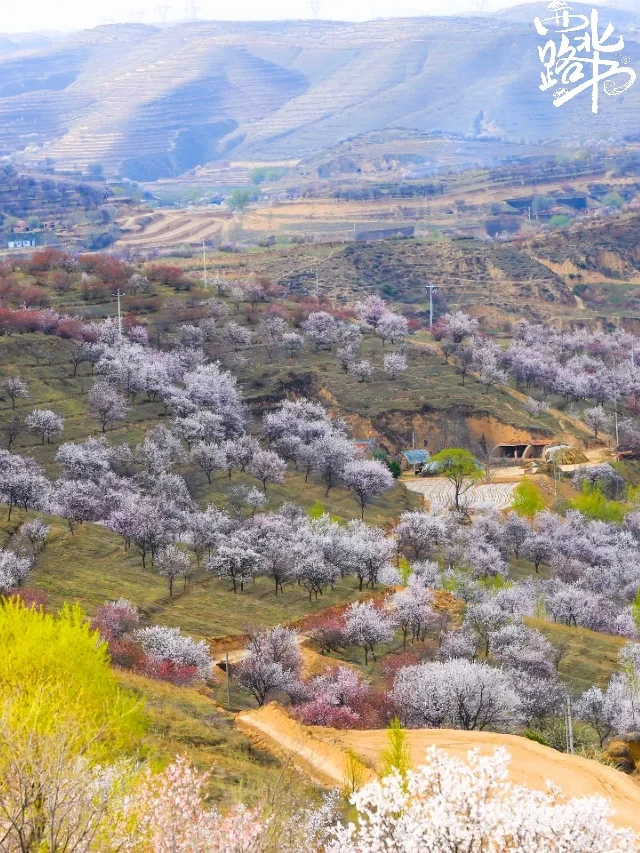 六盘山春日限定浪漫 闭眼冲 !!!