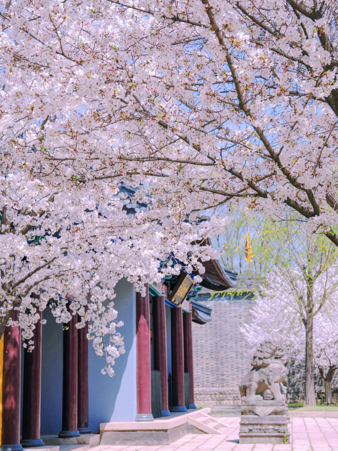 三国水浒城春日游🌸赏花+穿越🥳