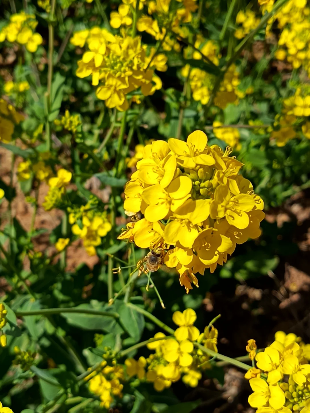 这不是婺源，这是邢台沙河红薯岭