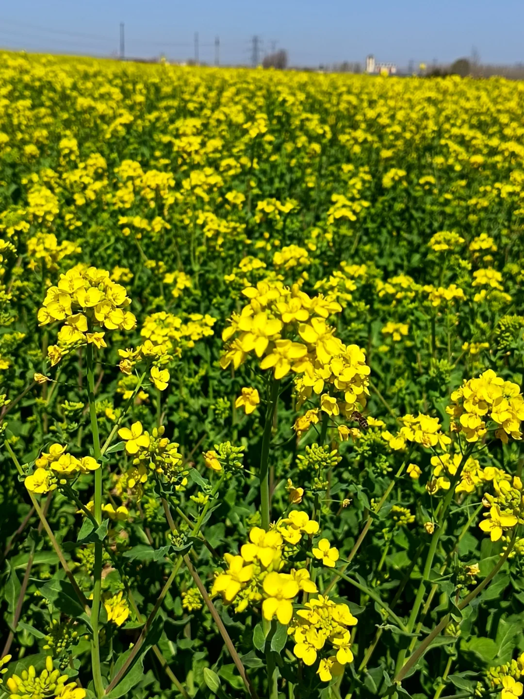 这不是婺源，这是邢台沙河红薯岭
