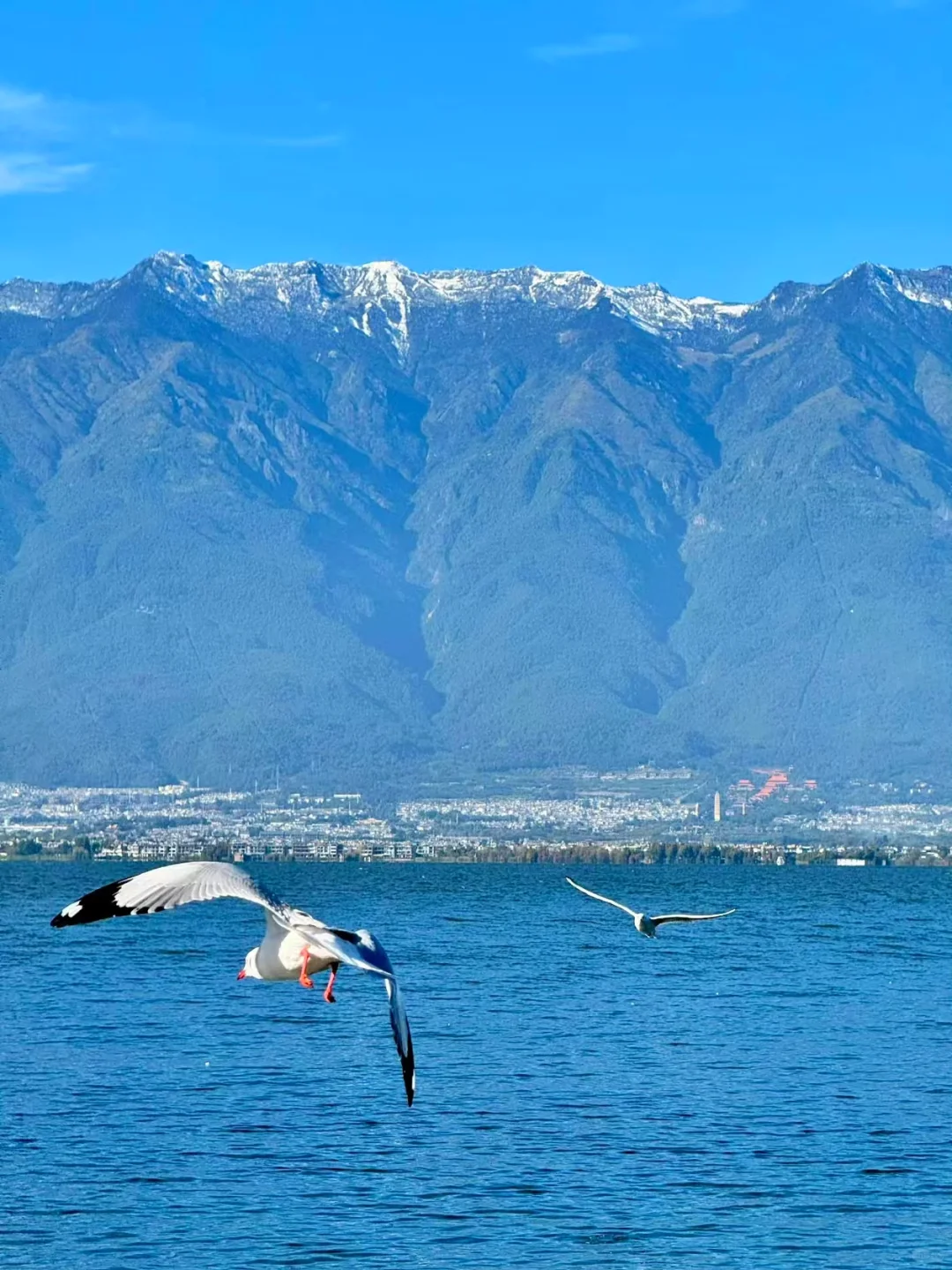 去大理吧！感受苍山洱海的风月🌊附攻略