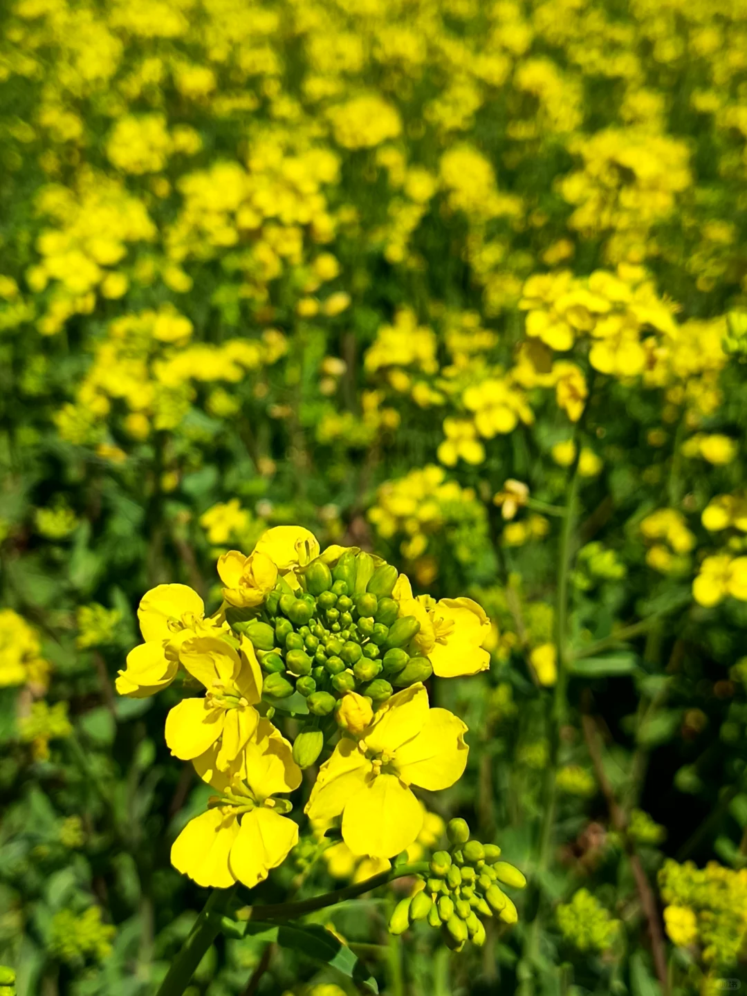 这不是婺源，这是邢台沙河红薯岭