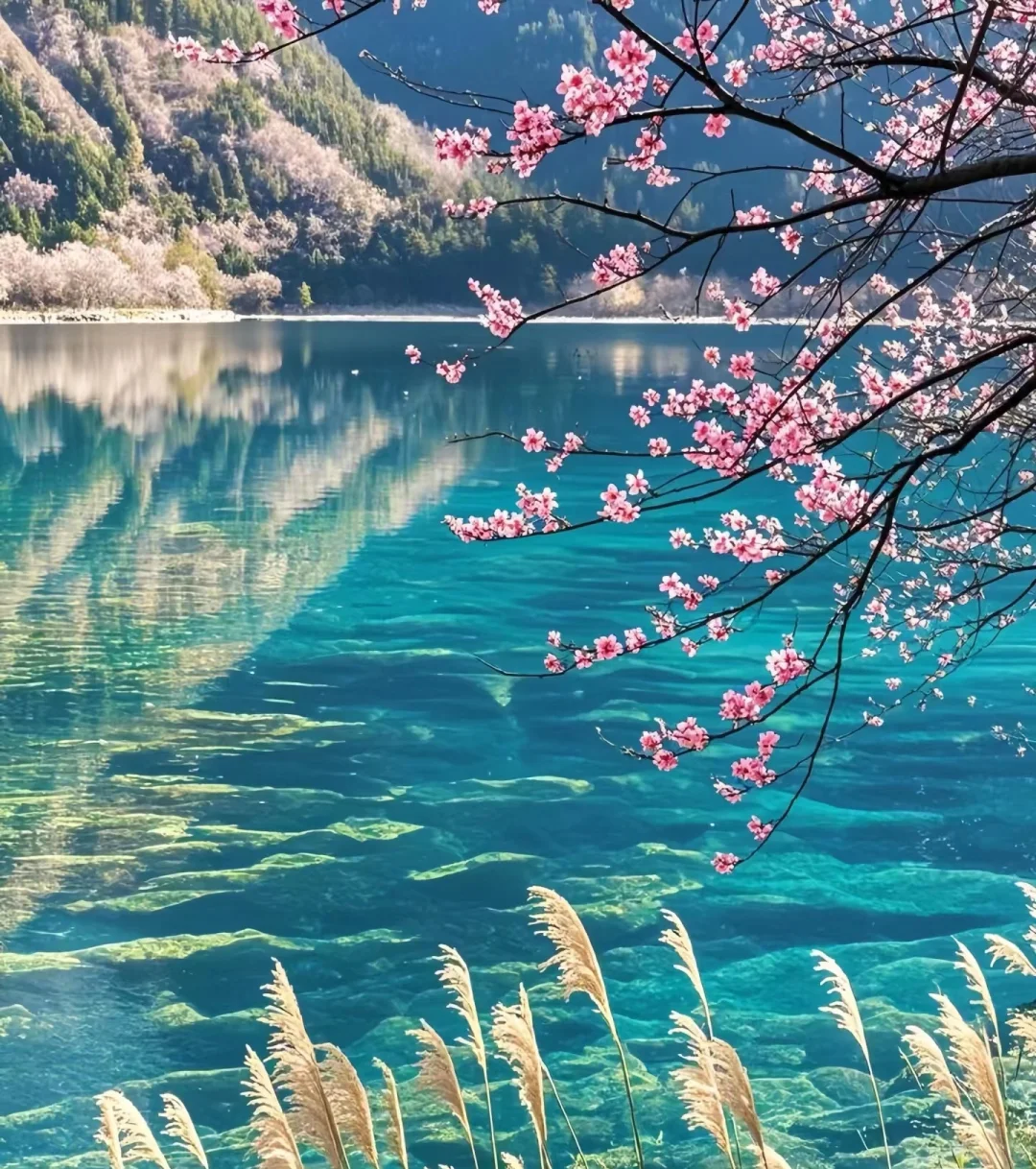 九寨沟🌸桃花现状｜赏花路线打卡攻略