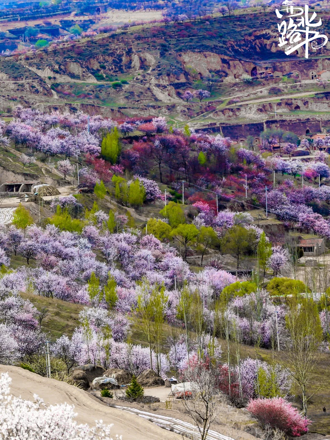 六盘山春日限定浪漫 闭眼冲 !!!