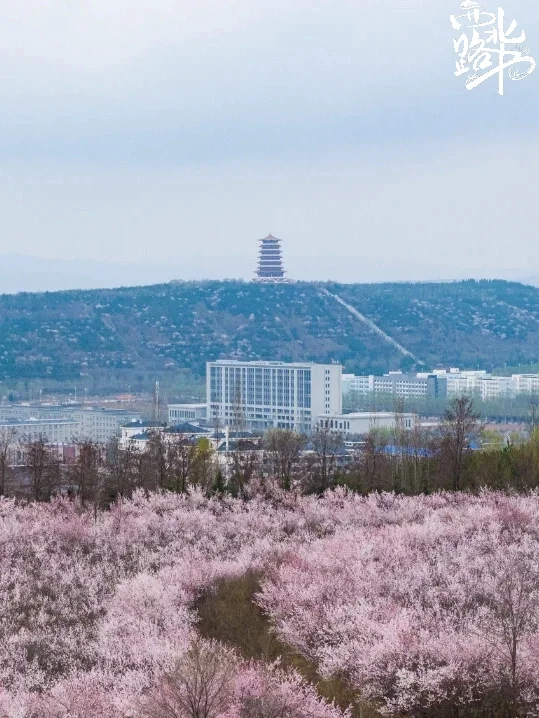 六盘山春日限定浪漫 闭眼冲 !!!