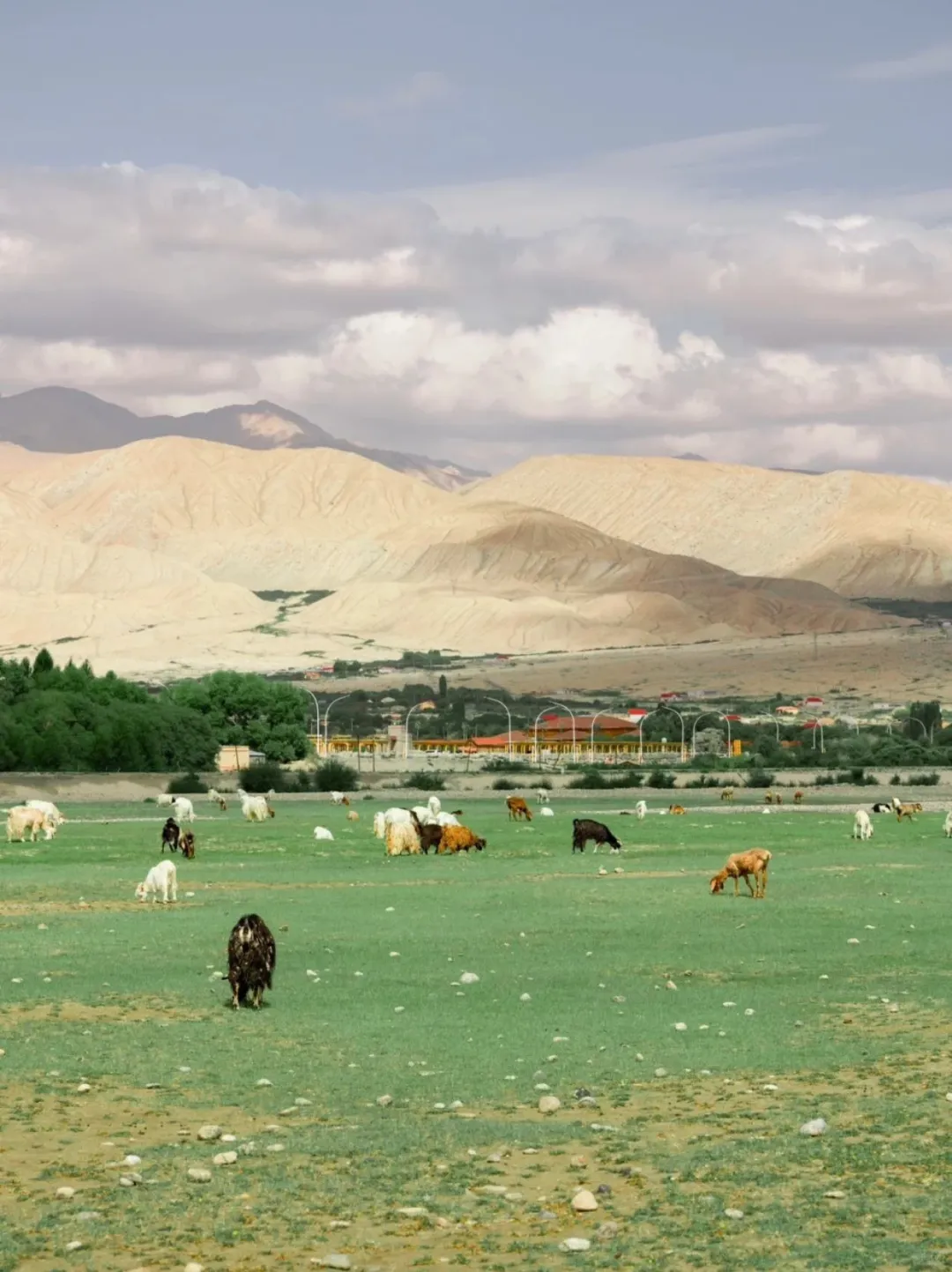 🌿五一新疆旅行｜避开人潮，独享绝美风光