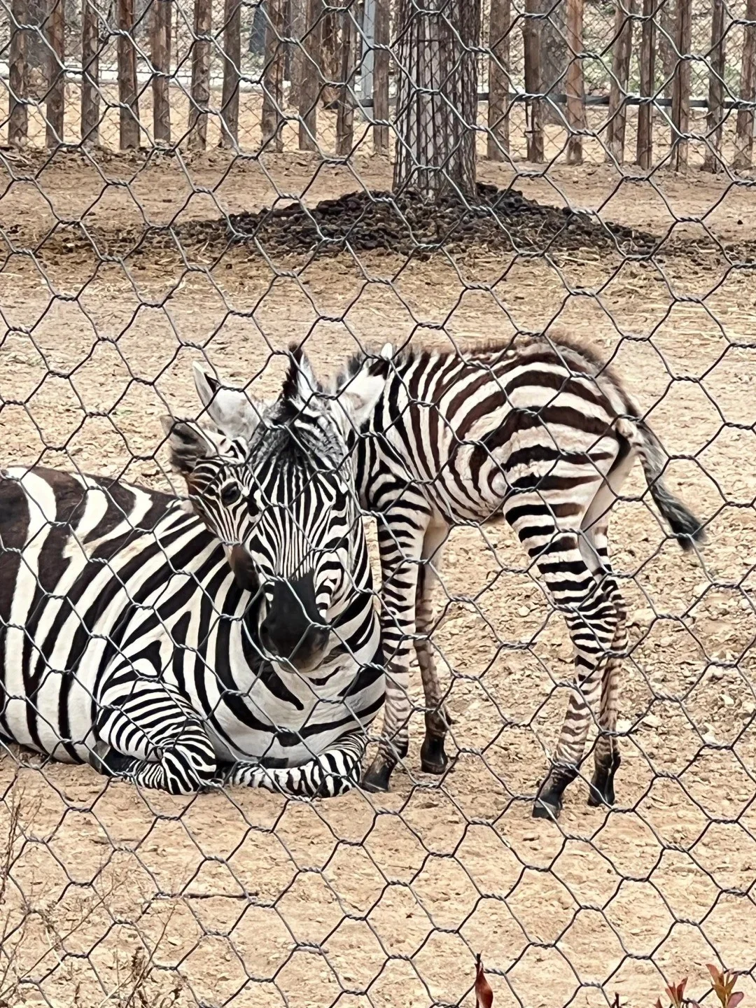 🏯濮阳必去9大景点全攻略