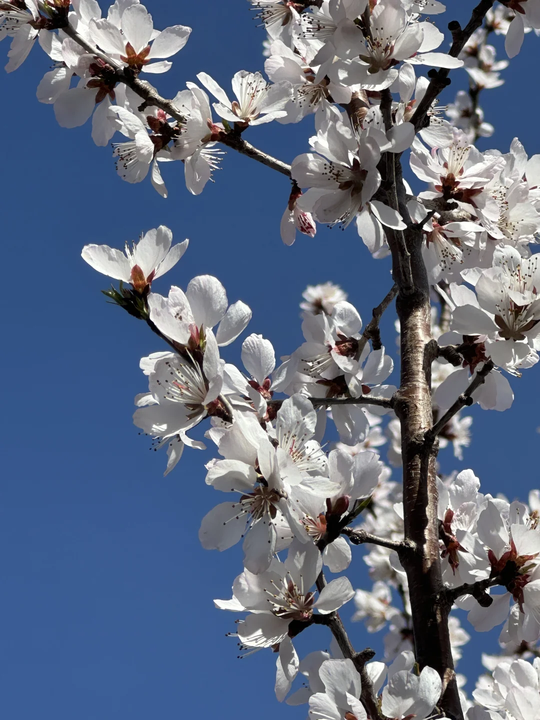被追问无数次的北京春日徒步,邂逅梦幻花海