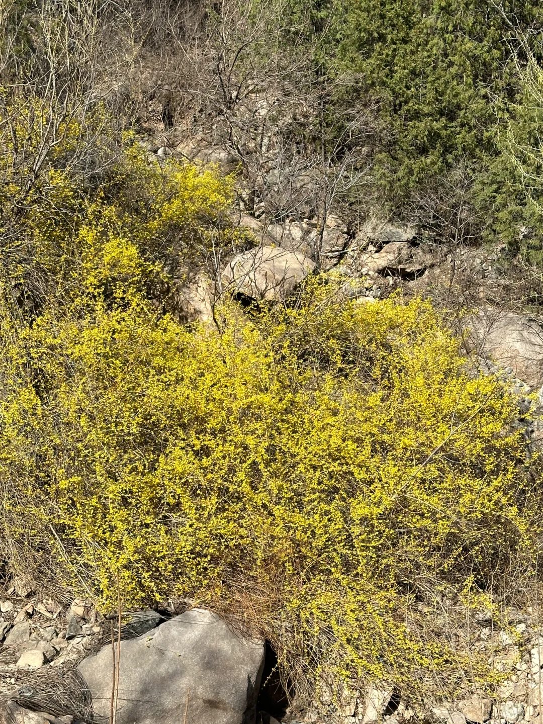 被追问无数次的北京春日徒步,邂逅梦幻花海
