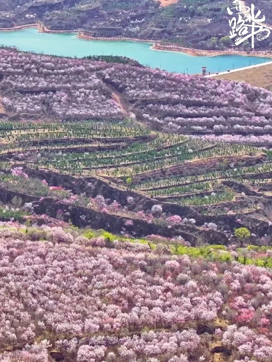 六盘山春日限定浪漫 闭眼冲 !!!