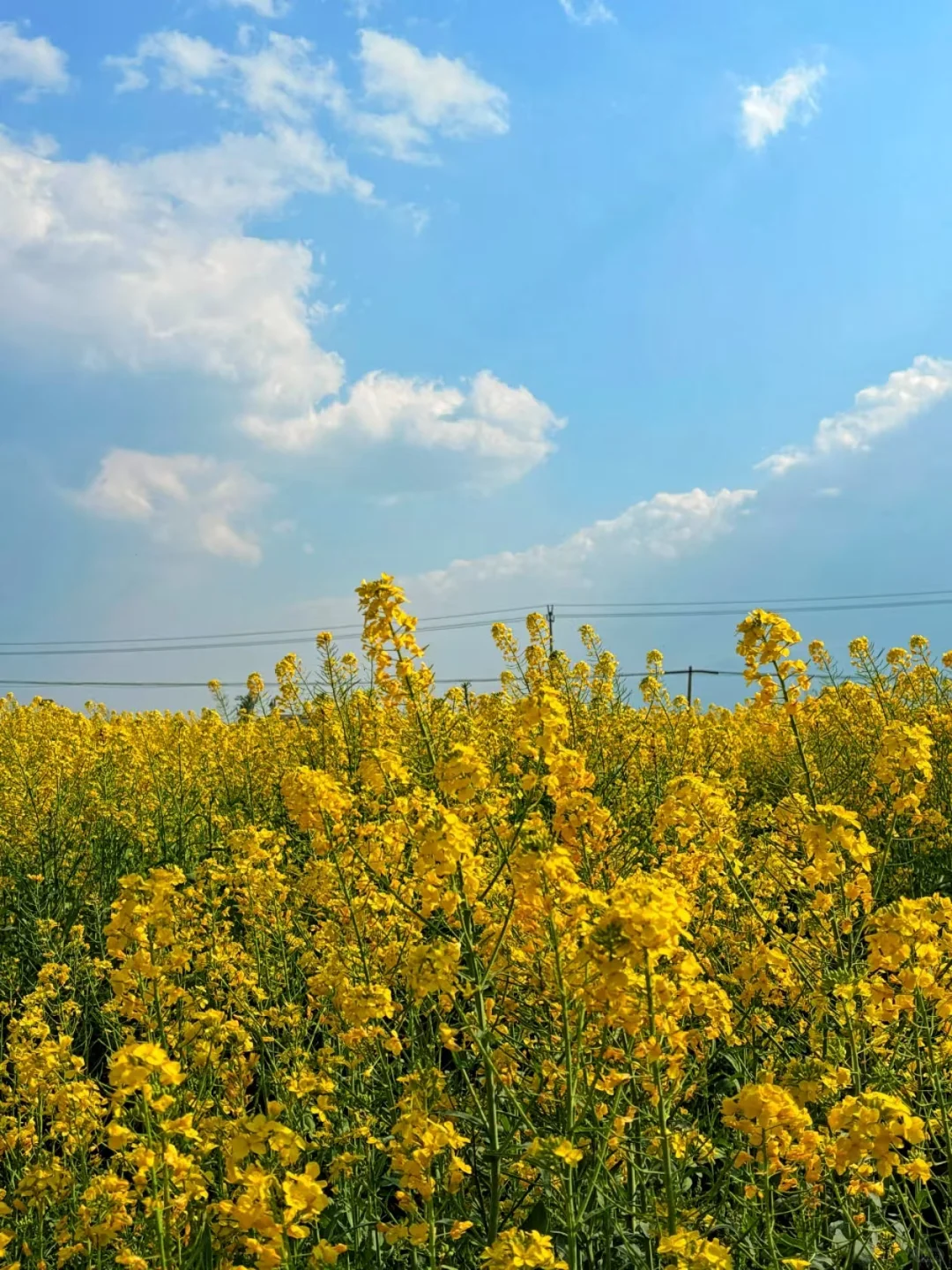 去大理吧！感受苍山洱海的风月🌊附攻略