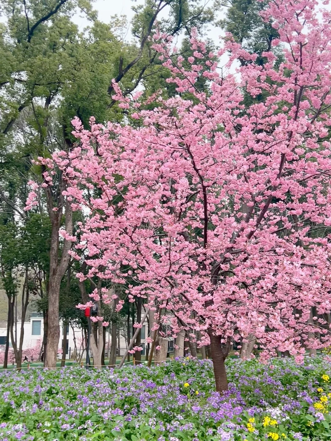 对自己做的武汉🌸攻略满意得睡不着…