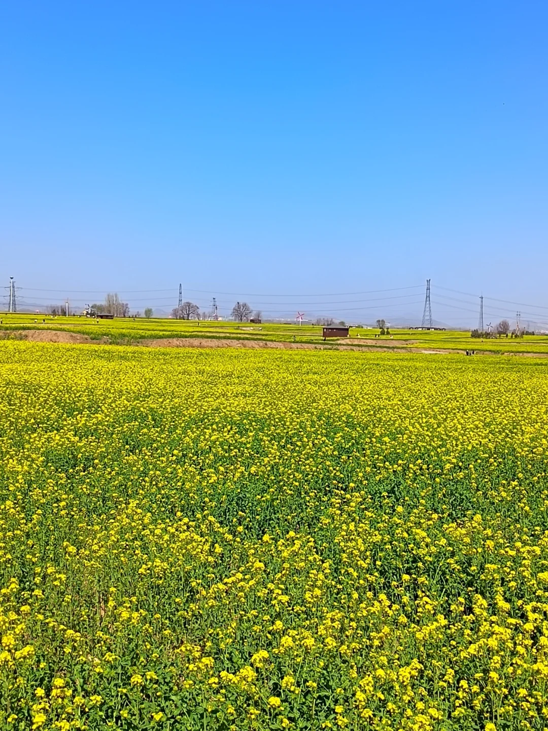 这不是婺源，这是邢台沙河红薯岭