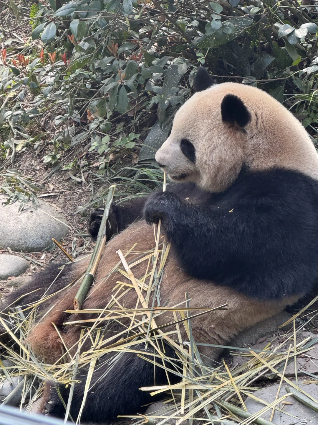 成都旅游出行不方便❓包车带你爽翻天🥰