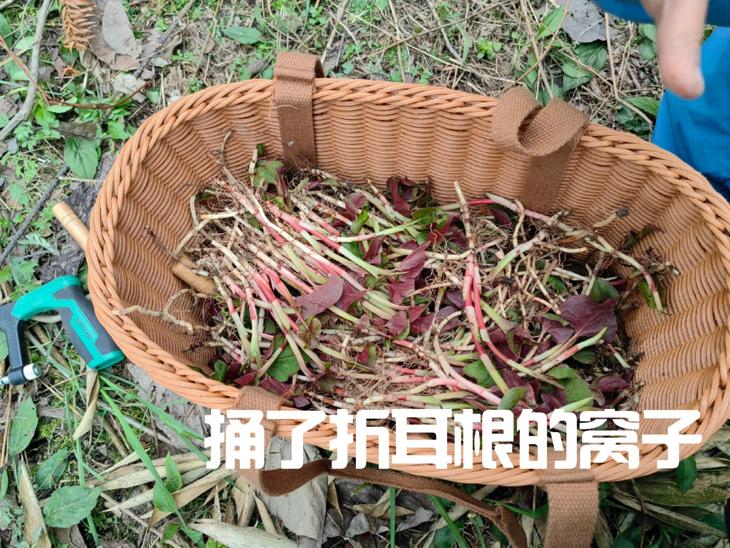 金佛山景区攻略请查收｜今日晴，来打野！