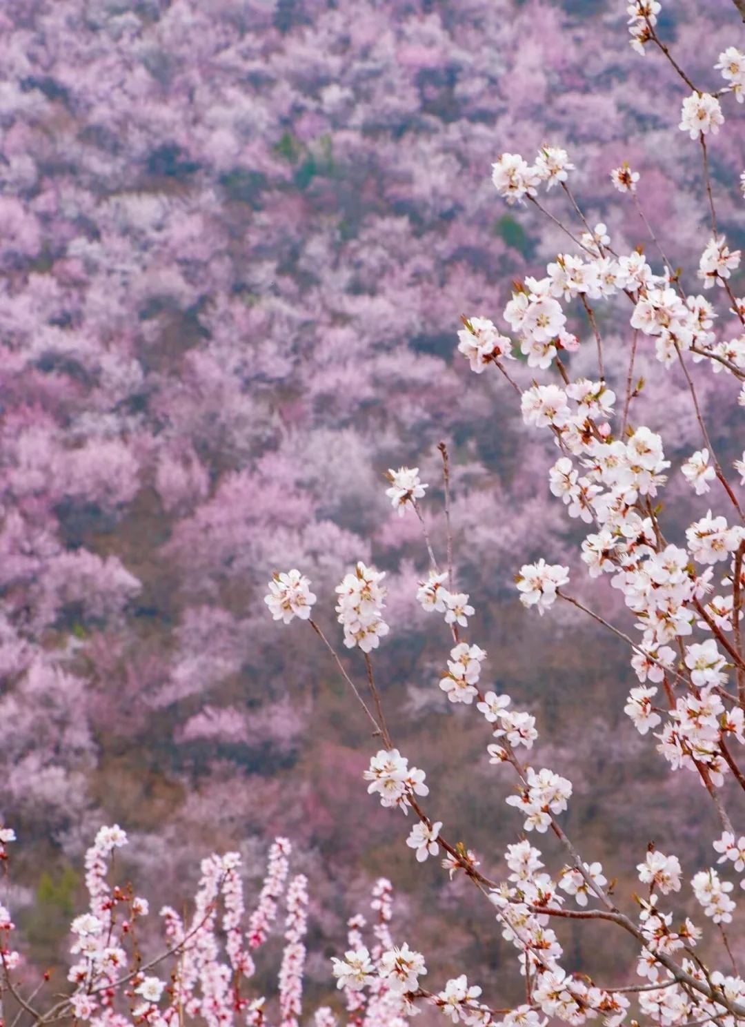 『赏花58/位』3.22周六凤凰岭后花园徒步