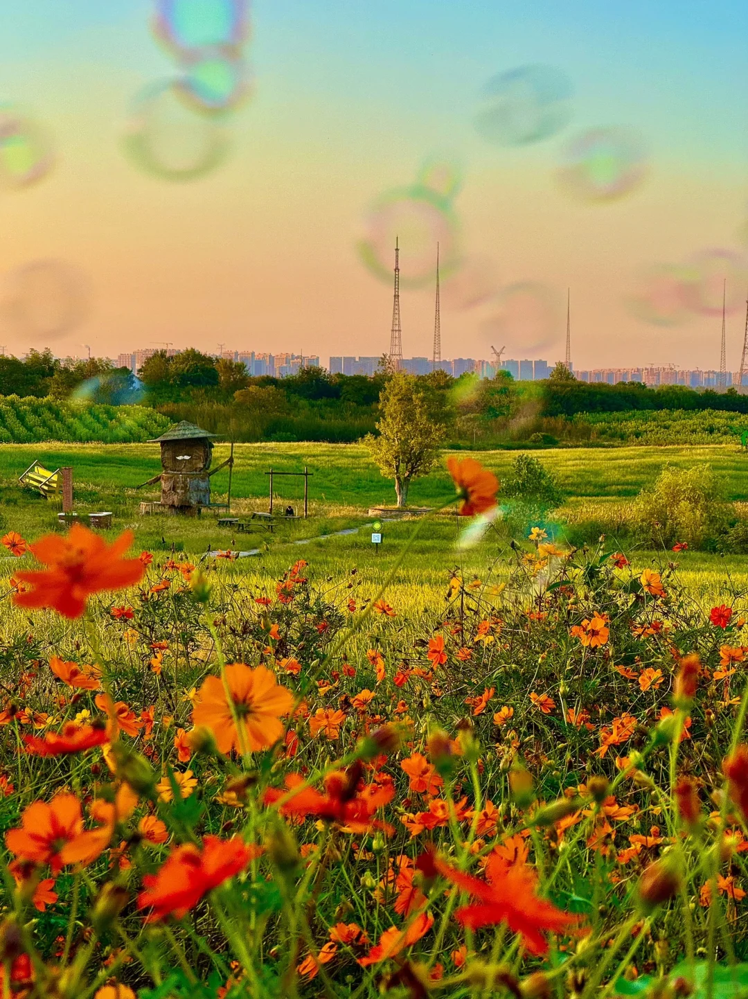 不是清迈！没去大理！这是南京…live😭