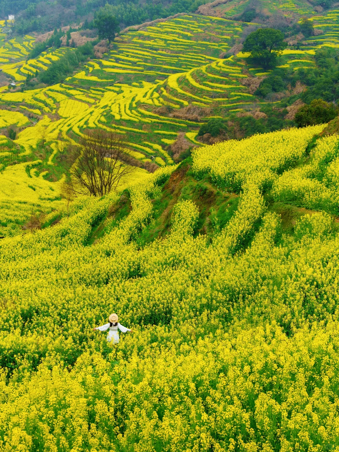 被《国家地理》评为中国最美的春天👍有多绝