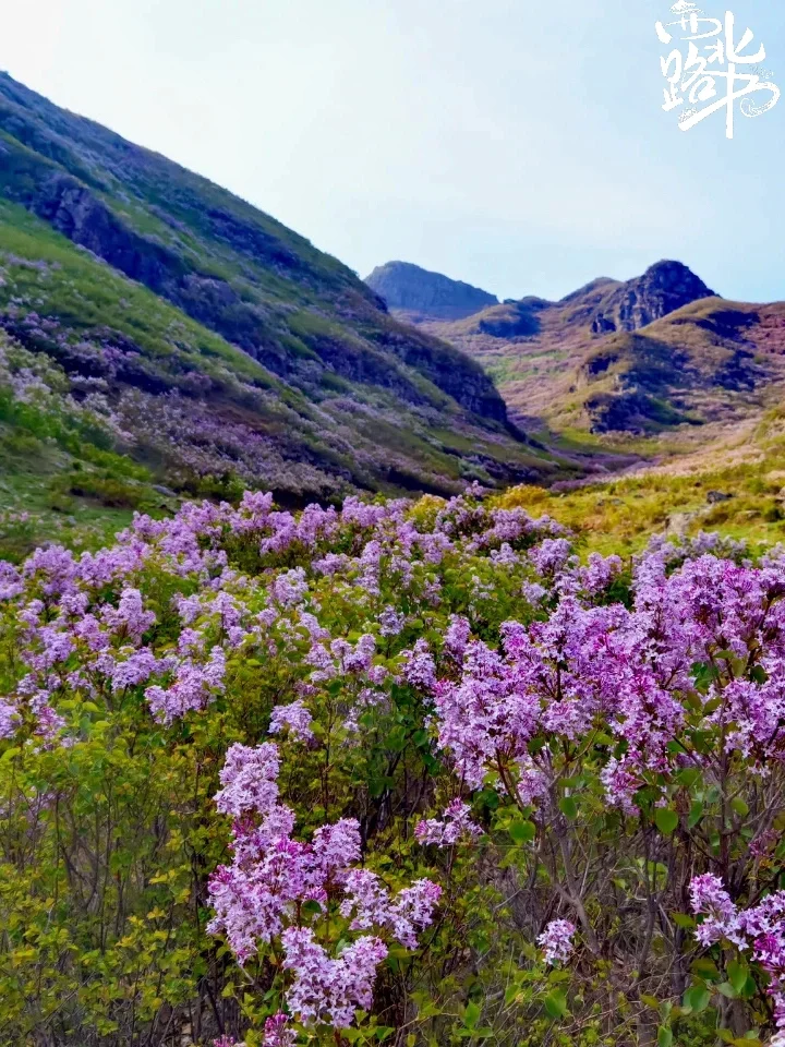 六盘山春日限定浪漫 闭眼冲 !!!