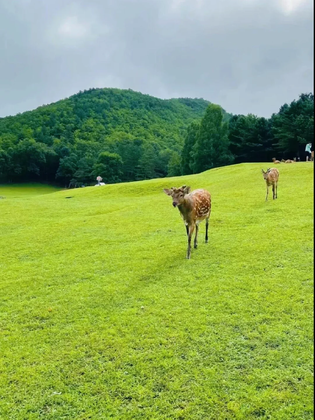春天就该去森林里吸氧！伊春4天3晚小众旅游
