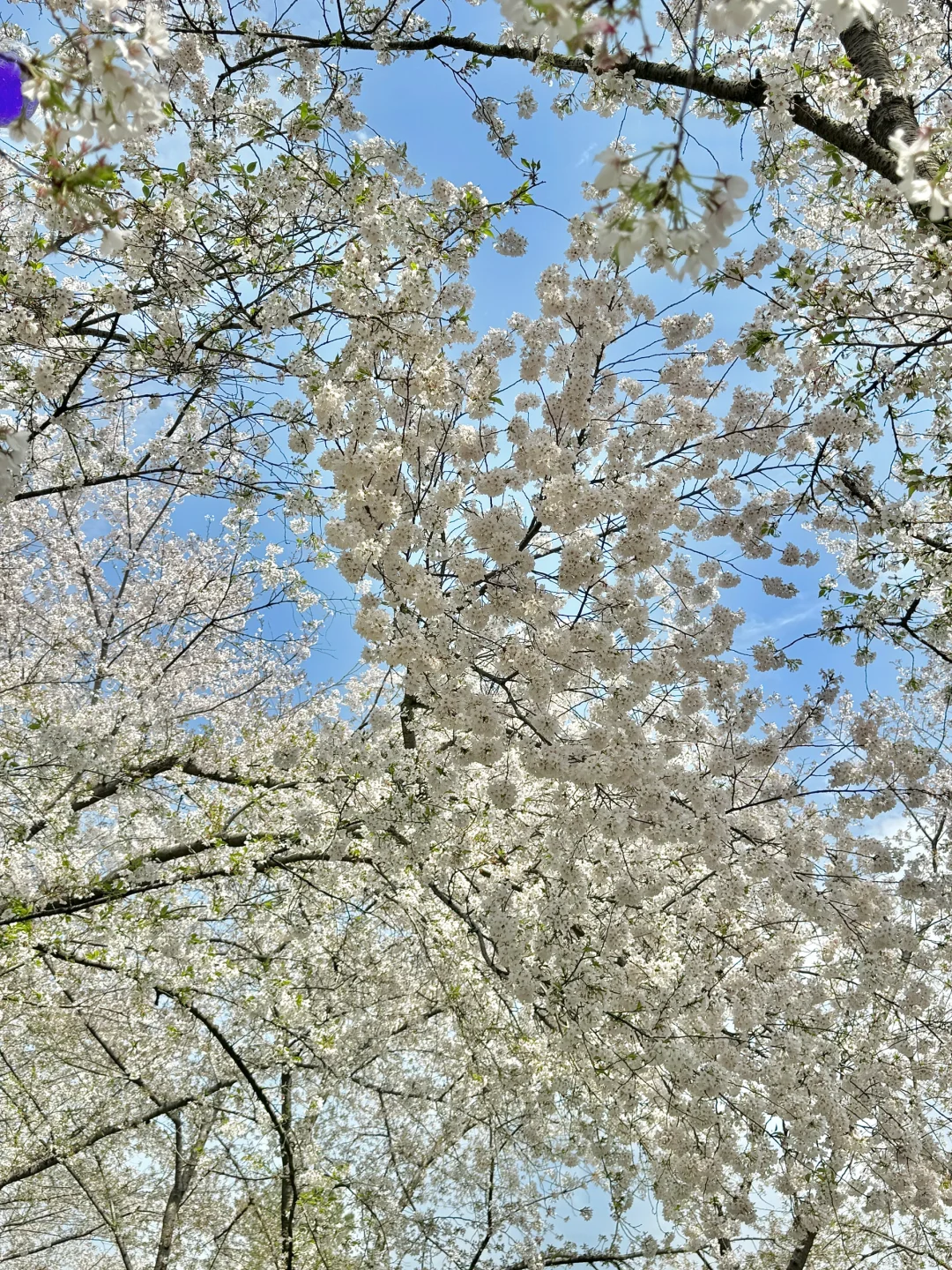 武汉已回。。。真诚提醒还未出行的😢😢😢