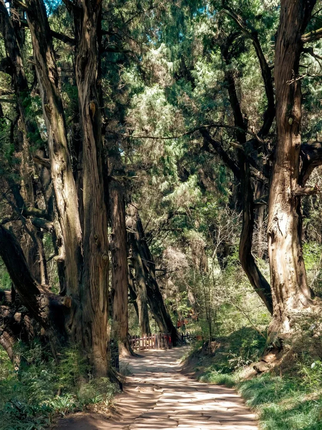 绵阳春日畅玩秘籍✨ 有它就够啦