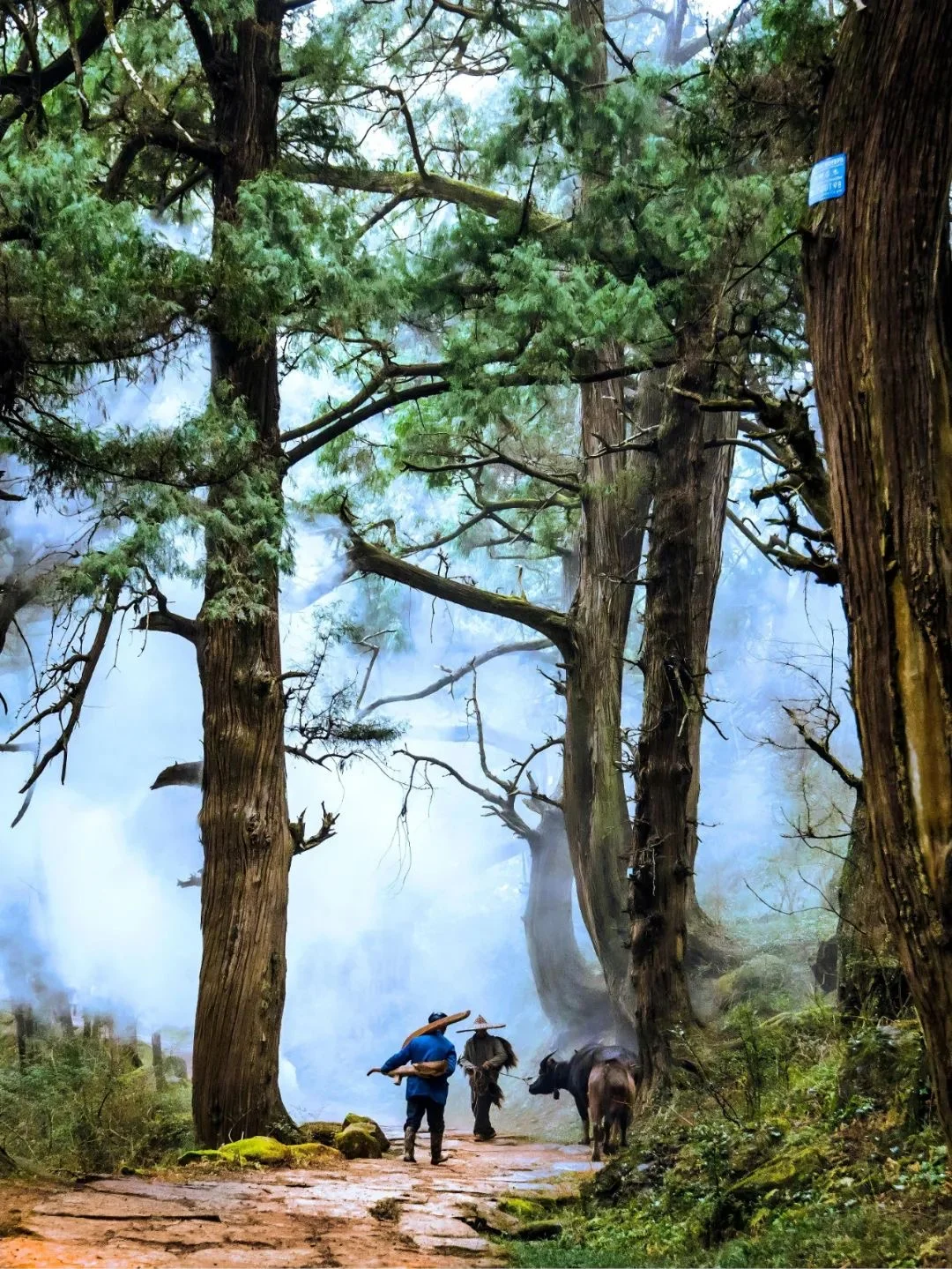 绵阳春日畅玩秘籍✨ 有它就够啦