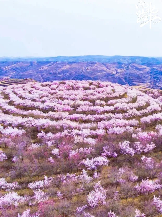 六盘山春日限定浪漫 闭眼冲 !!!
