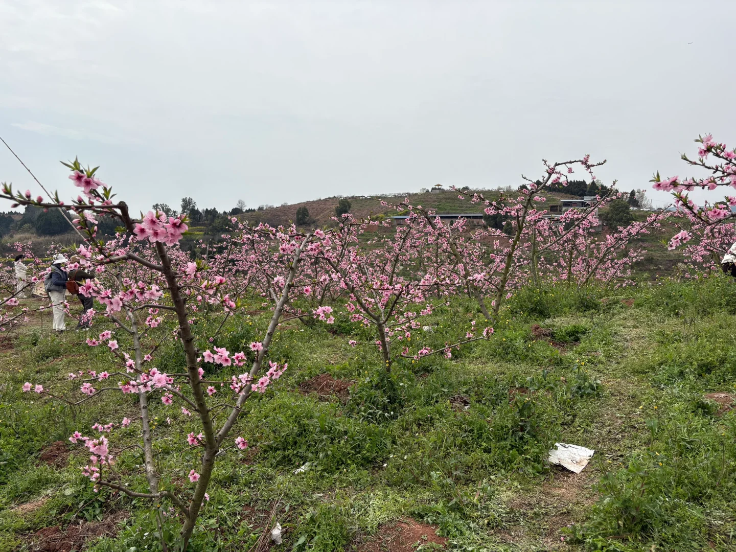 我们去看桃花啦~灵仙·金渔桃源